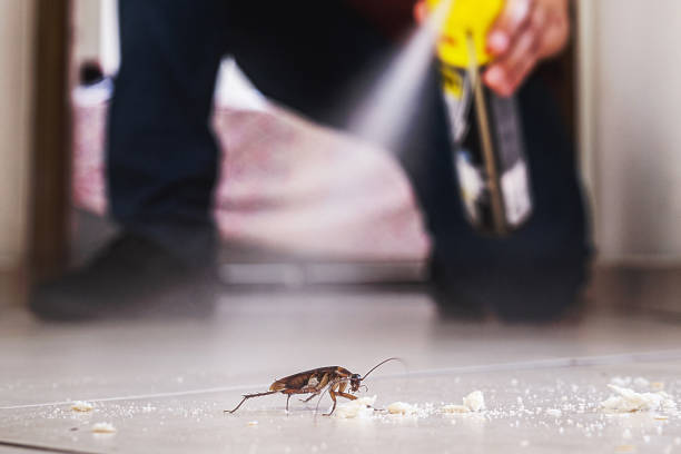 Best Wasp Removal Services  in St George, SC